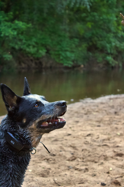AntiBarkCollar for Puppies: Age Guidelines and Training Tips