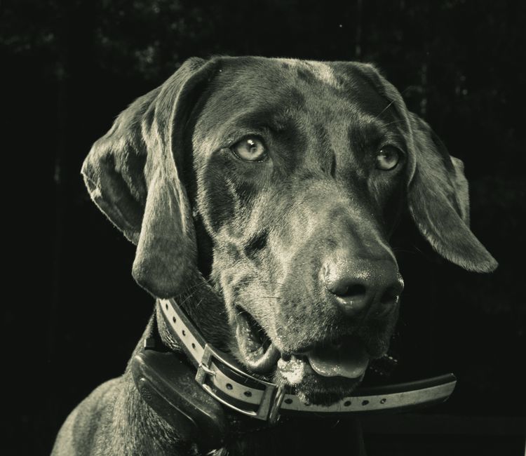 LEDCollar: The Ultimate Guide to Illuminated Pet Safety