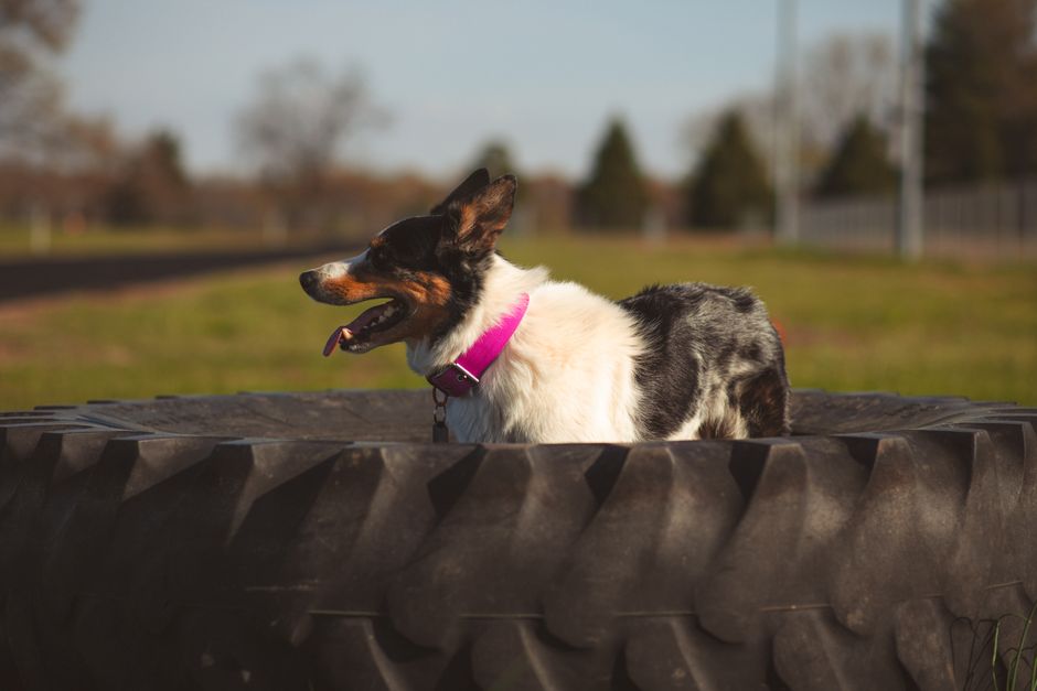 SmartCollar vs Microchipping: Key Differences Every Owner Should Know