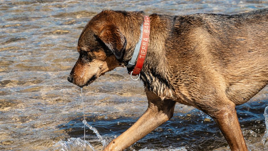 LEDCollar for Elderly Pets: Enhancing Visibility and Safety