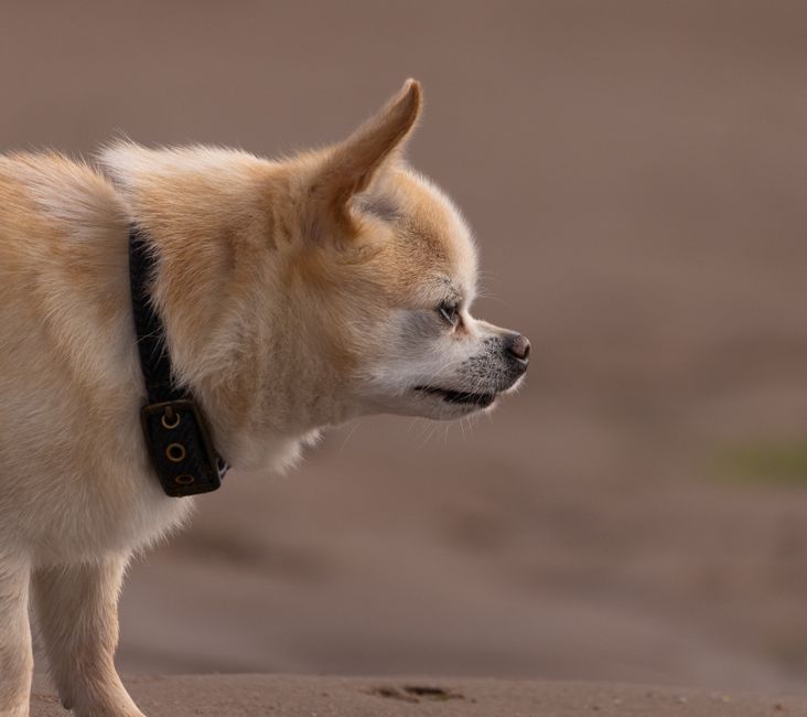 How a VibrationCollar Can Improve Dog Training Results