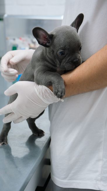 The Ultimate Guide to Effective Flea Control for Your Home