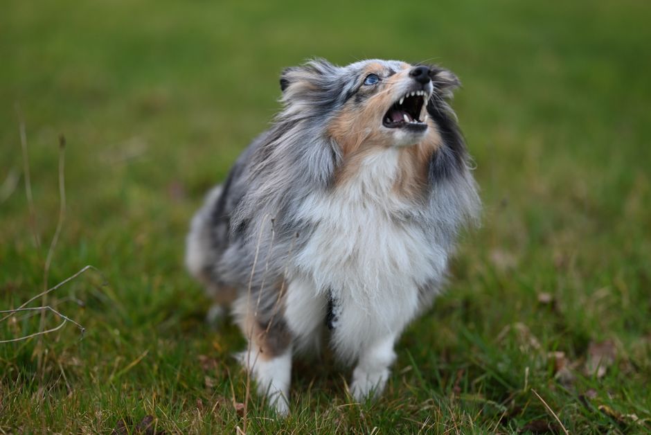 Why Do Dogs Bark? Understanding the Core Reasons