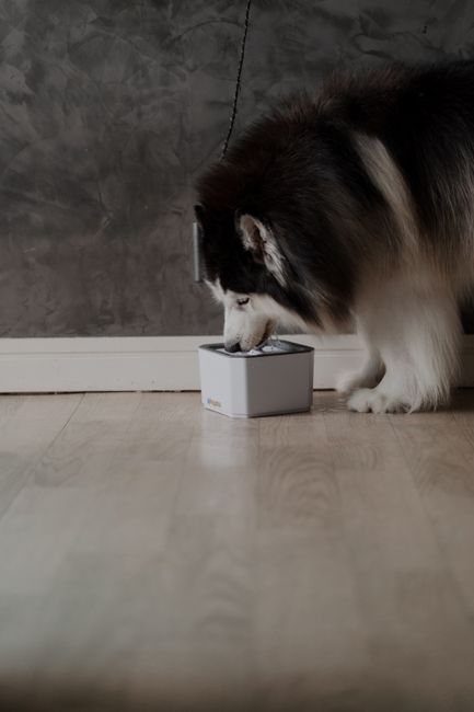 Essential DogCamera Accessories for Every Owner