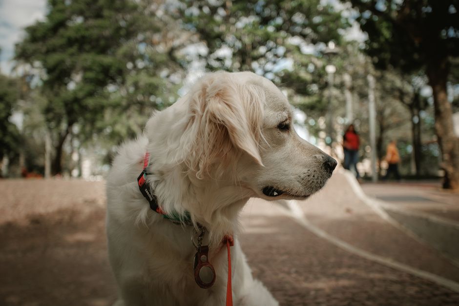 Top 5 Treat Dispensers for Interactive Pet Training