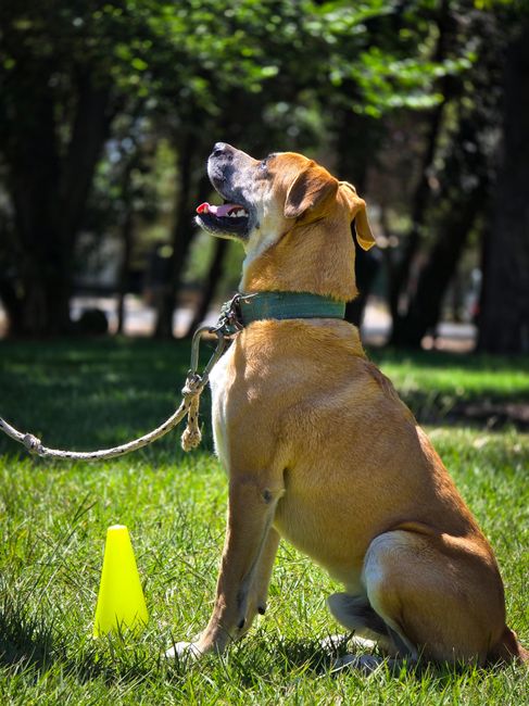 The Power of Obedience: Why Following Rules Creates Freedom
