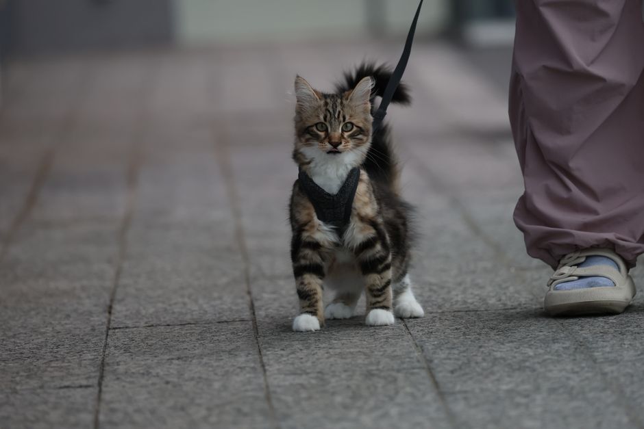 The Complete Guide to Using an Electric Collar for Dog Training
