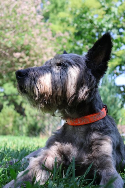 5 Reasons to Switch from Shock Collars to a VibrationCollar
