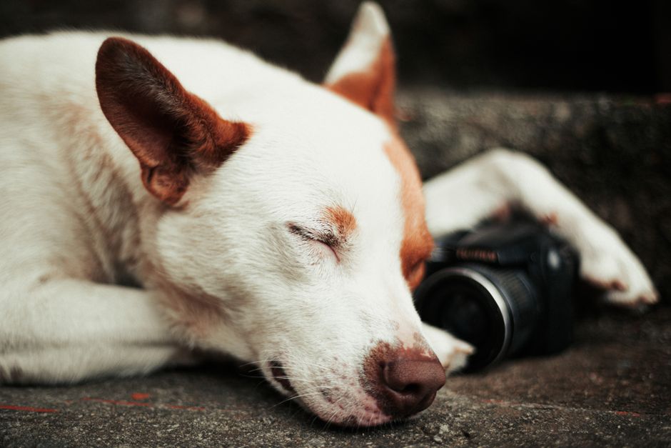 Why Every Pet Parent Needs a DogCamera in 2025