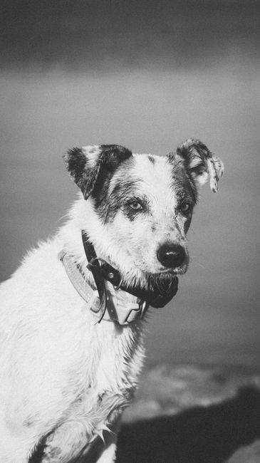 How BarkControl Works to Keep Your Dog Quiet and Happy