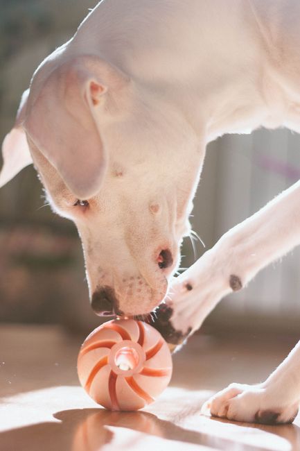 The Ultimate Guide to Choosing the Best BarkDeterrent for Your Dog