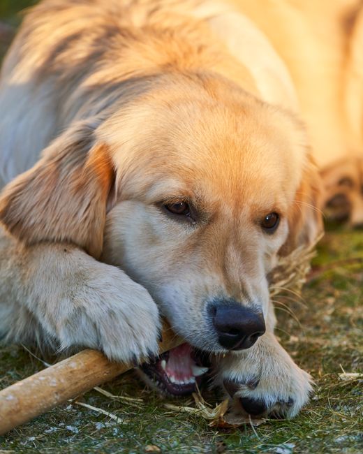 Silent Barking: What Your Dog Tries to Tell You
