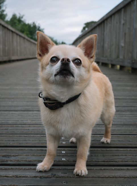 How to Choose the Best AntiBarkCollar for Your Dog’s Temperament